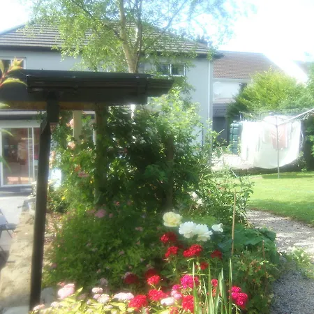 Elderberry ويستبورت