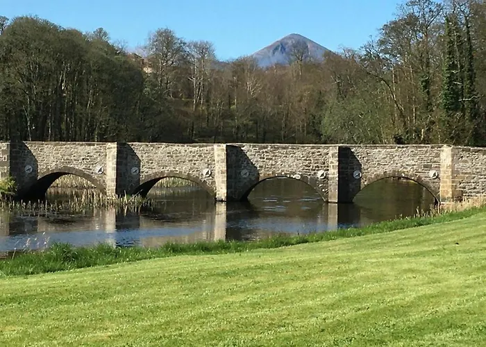 Elderberry 3* Westport